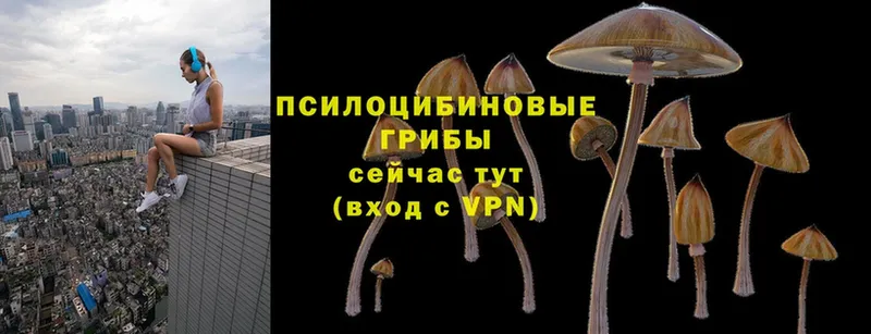 Галлюциногенные грибы Psilocybe  Полевской 